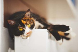 image of a cat on radiator depicting hydronic home heating