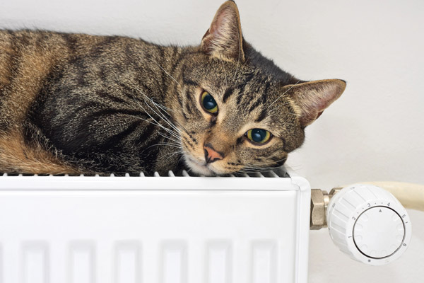 cat on top of hydronic heating system radiator